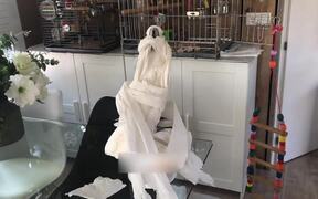 Cockatoo Plays With Toilet Paper - Animals - Videotime.com