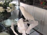 Cockatoo Plays With Toilet Paper