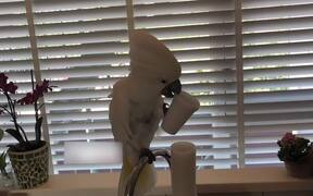 Cockatoo Plays With Cups By Throwing Them Away