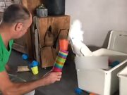 Cockatoo Picks Out Glasses From Stack of Glasses