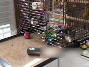 Parrot Escapes His Cage