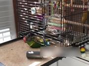 Parrot Escapes His Cage
