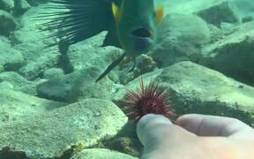 Person Feeds Food to Beautiful Fish Under Water