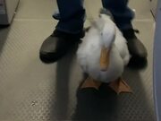 Duck Makes Friends on a Plane
