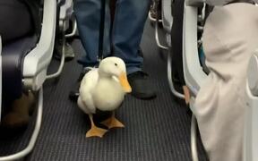 Duck Makes Friends on a Plane