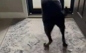 Dog Gets Very Excited to See His Groomer - Animals - Videotime.com