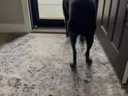Dog Gets Very Excited to See His Groomer