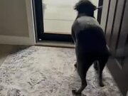 Dog Gets Very Excited to See His Groomer
