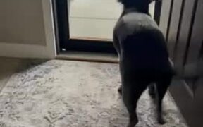 Dog Gets Very Excited to See His Groomer - Animals - Videotime.com
