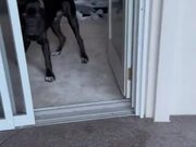 Dog Catches Zoomies and Runs Head-First Into Door