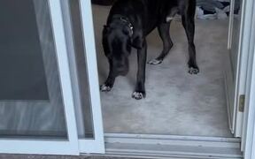 Dog Catches Zoomies and Runs Head-First Into Door
