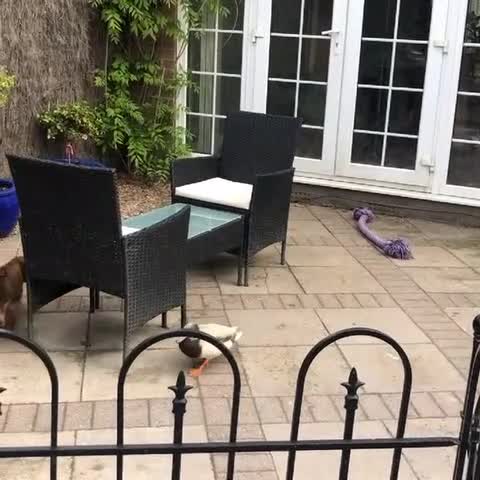 Miniature Dachshund Gets Chased by Duck