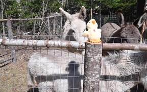 Person Gives Donkeys Squeaky Toy Duck to Play