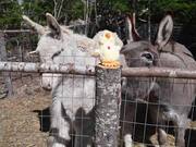 Person Gives Donkeys Squeaky Toy Duck to Play