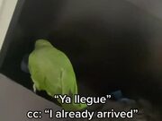 Parrot Wakes Up Owner For Work on His Day Off