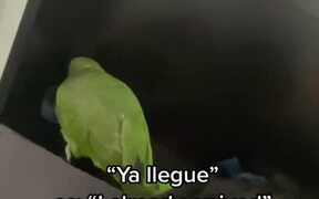 Parrot Wakes Up Owner For Work on His Day Off - Animals - Videotime.com