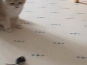 Cats Stare at Mouse Instead of Catching It