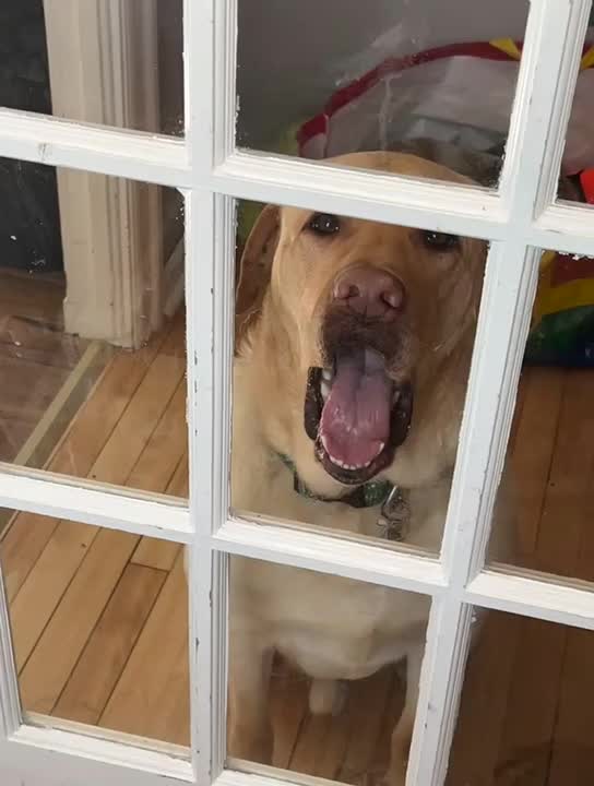 Dog Sticks Nose and Tongue Into Glass Door
