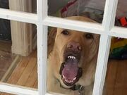 Dog Sticks Nose and Tongue Into Glass Door