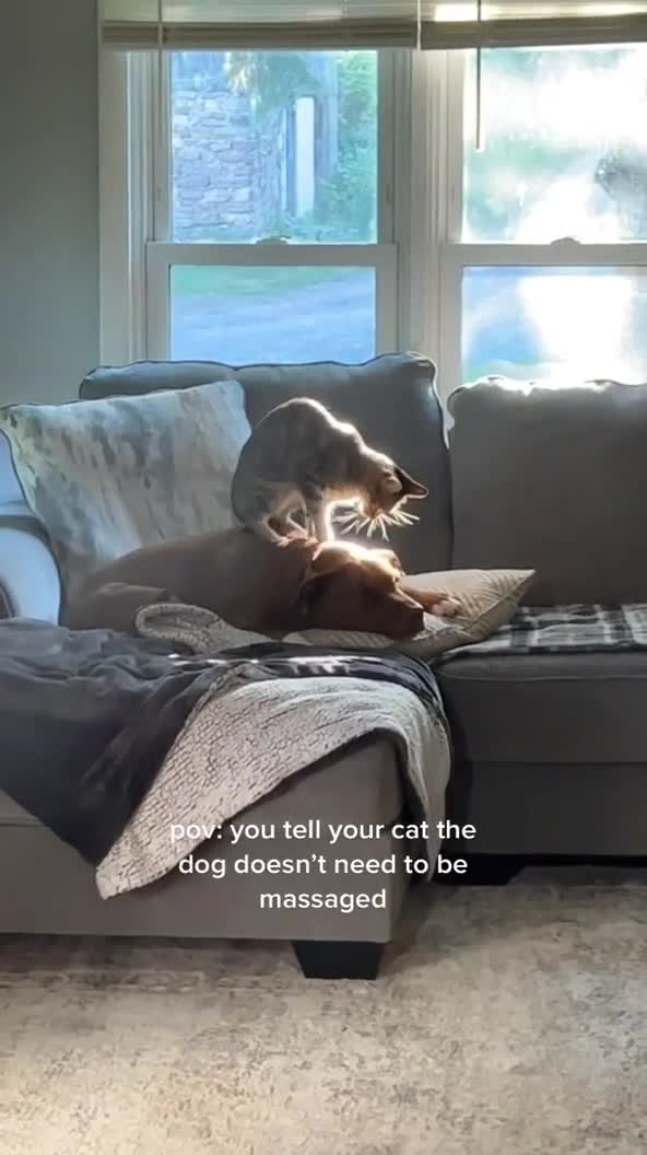 Cat Climbs on Dog's Back and Massages Him