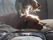 Cat Climbs on Dog's Back and Massages Him