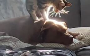 Cat Climbs on Dog's Back and Massages Him - Animals - Videotime.com