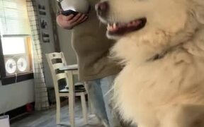 Dog Won't Get Off Couch but Moves a Little