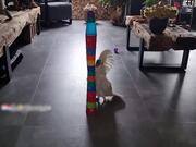 Annoyed Cockatoo Destroys Tower Made of Cups