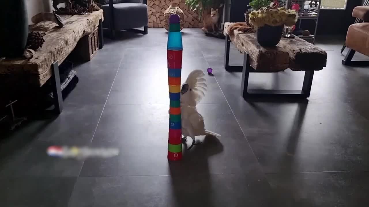 Annoyed Cockatoo Destroys Tower Made of Cups