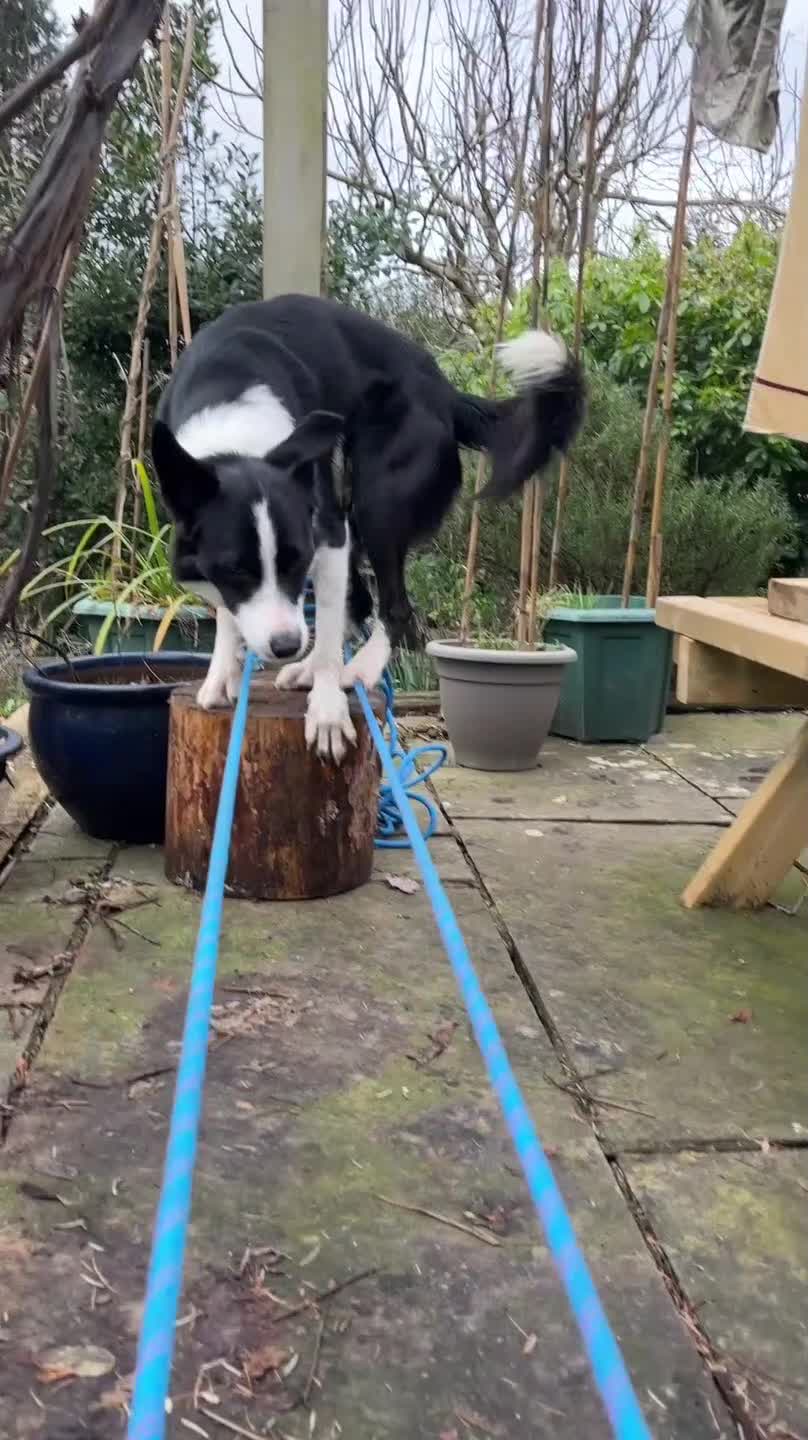 Dog Displays Balancing Skills