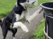 Dog Throws Away Thrash Inside Trashcan
