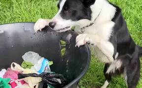 Dog Throws Away Thrash Inside Trashcan - Animals - Videotime.com
