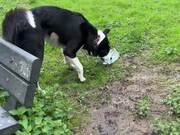 Dog Throws Away Thrash Inside Trashcan