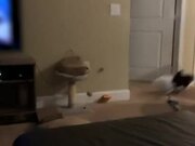 Cat Freaks Out After Getting Her Head Stuck in Bag