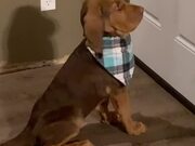 Bloodhound Puppy Barks at Door to Demand Food