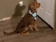 Bloodhound Puppy Barks at Door to Demand Food