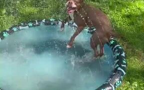 Dog Enjoys Jumping Into Kid's Splash Pad