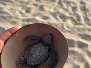 Person Rescues Turtles on Beach in Mexico