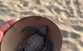 Person Rescues Turtles on Beach in Mexico