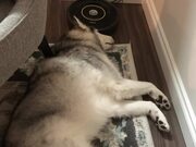 Dog Continually Twitches His Paw While Dreaming