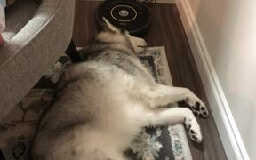Dog Continually Twitches His Paw While Dreaming - Animals - Videotime.com