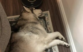 Dog Continually Twitches His Paw While Dreaming