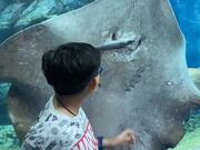 Stingray Savor Fish at Aquarium