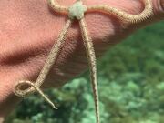 Diver Plays With Small Starfish In Coral Reef