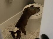 Dog Relieving Himself on Toilet