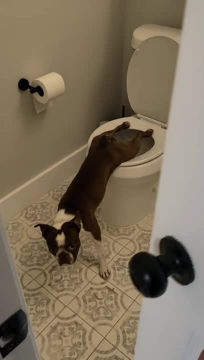 Dog Relieving Himself on Toilet
