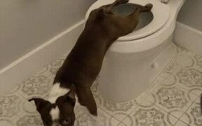 Dog Relieving Himself on Toilet - Animals - Videotime.com