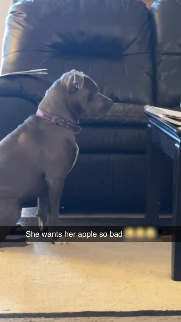 Puppy Waits For Little Girl to Offer Her Fruits