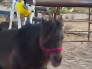 Puppy Wearing Helmet Enjoys a Horse Ride