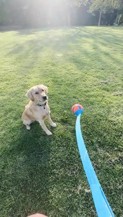 Retriever Playing Fetch With Owner Ignores Ball